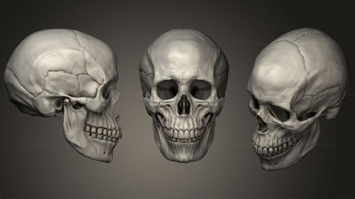 Анатомия скелеты и черепа (Человеческий Женский Череп, ANTM_1212) 3D модель для ЧПУ станка